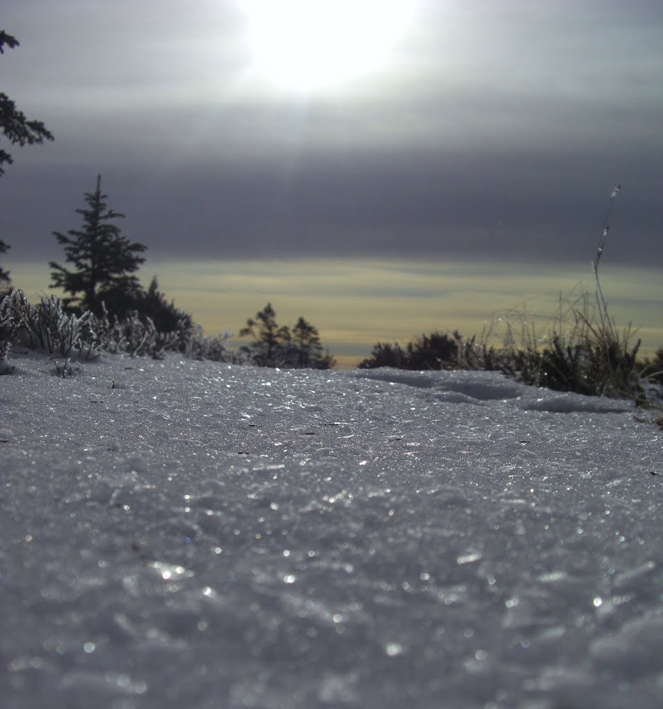 Ice from the trees covering the snow by Mona Lygre