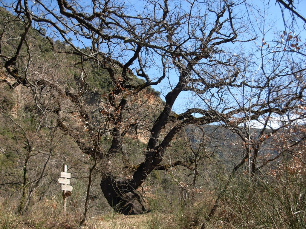 Chêne du vallon des hirondelles by gunéra