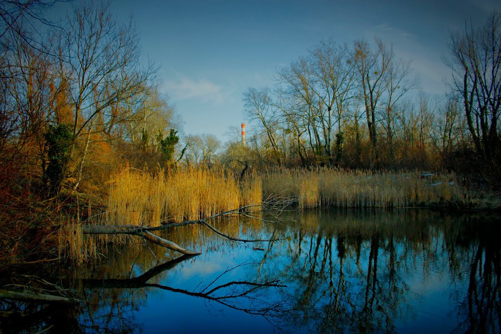 Grosses Schilloch , Wien , Austria by Tardigrade