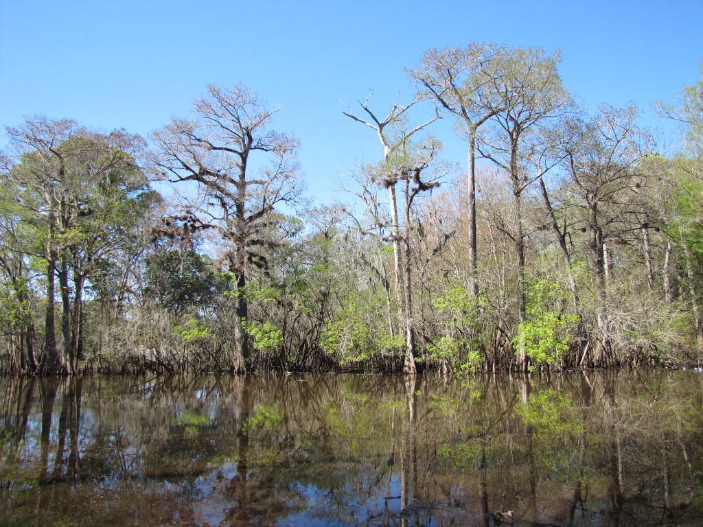 Fanning Springs (Flooded) by Chris Sanfino