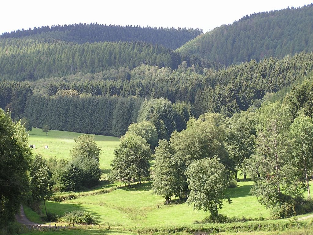 Sauerländer Wald by Peter Sangermann