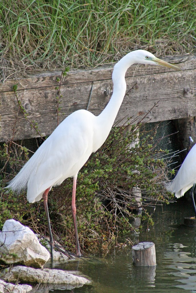 Airone Bianco Maggiore by Carlo Pelagalli