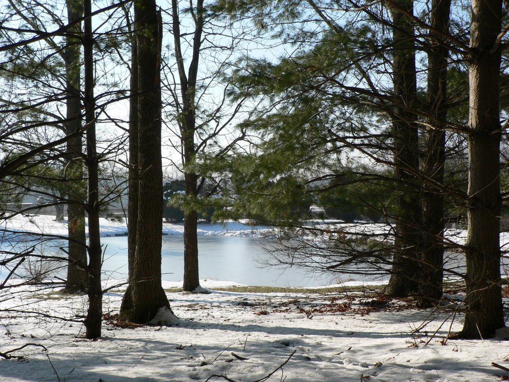 The Pond Through The Trees At WAND-TV by greg1324