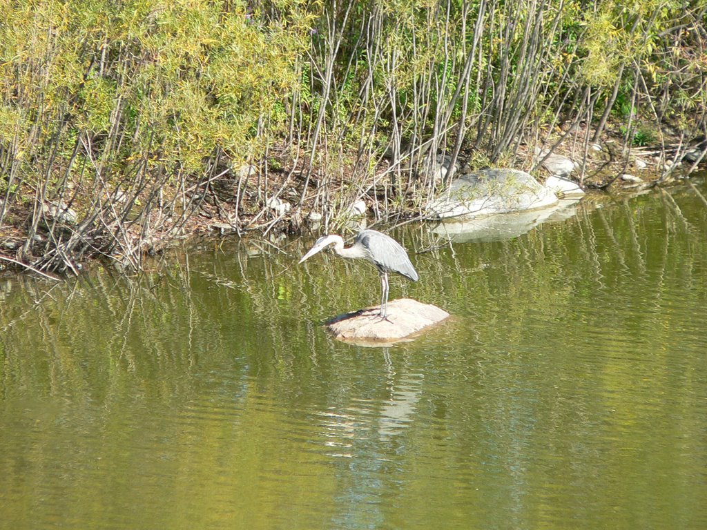 Blue Heron at Swan Lake by rrenaud