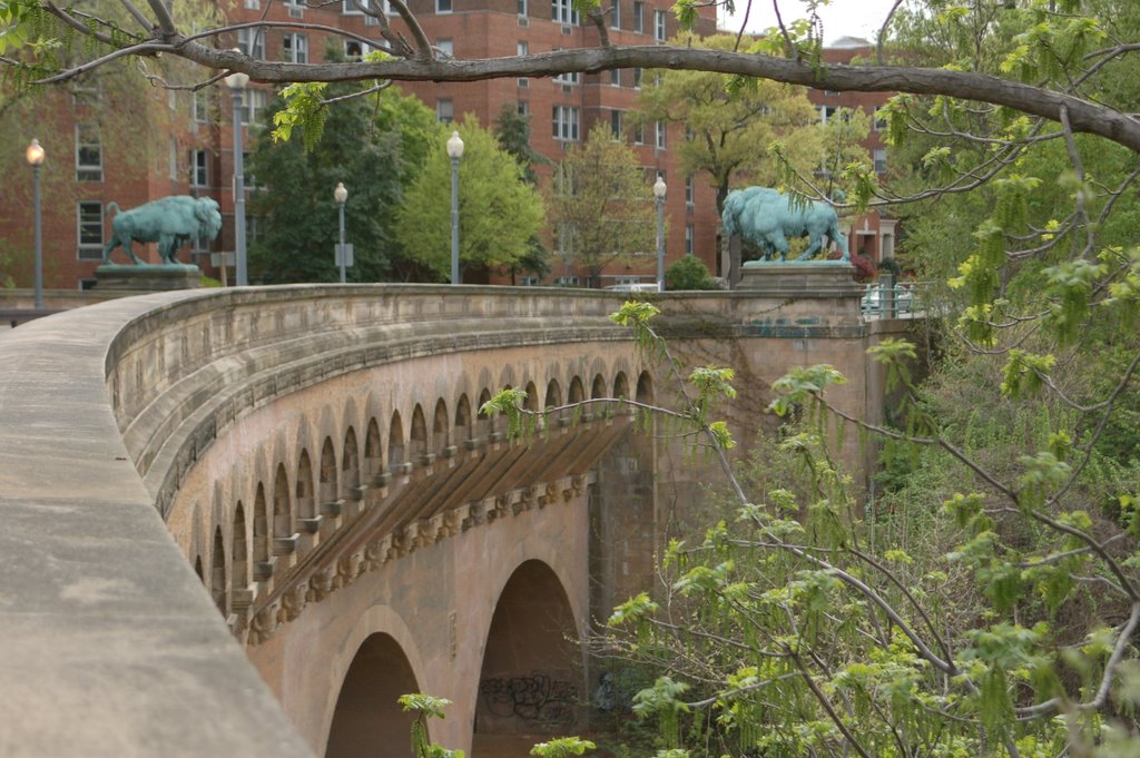 Buffalo Bridge by fred rachford