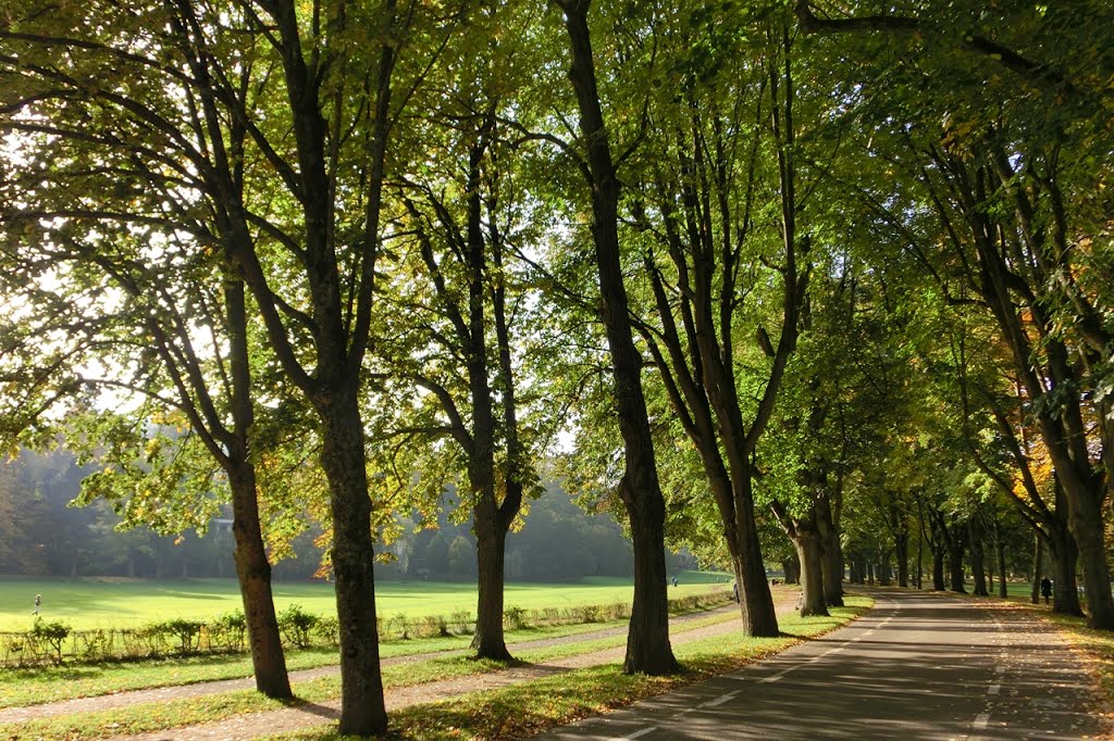 Denkmal geschützte Baum Allee by B@deNerin