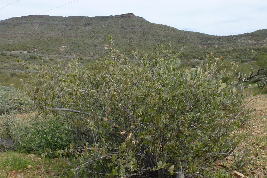 Sonoran Desert: Jojoba, Simmodsia chinensis Female Shrub by tceng