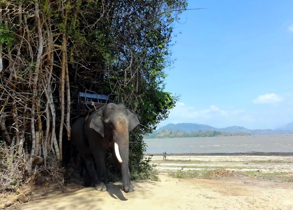 Giấc ngủ trưa của một chú voi - a nap of an elephant... by Ngo Minh Truc