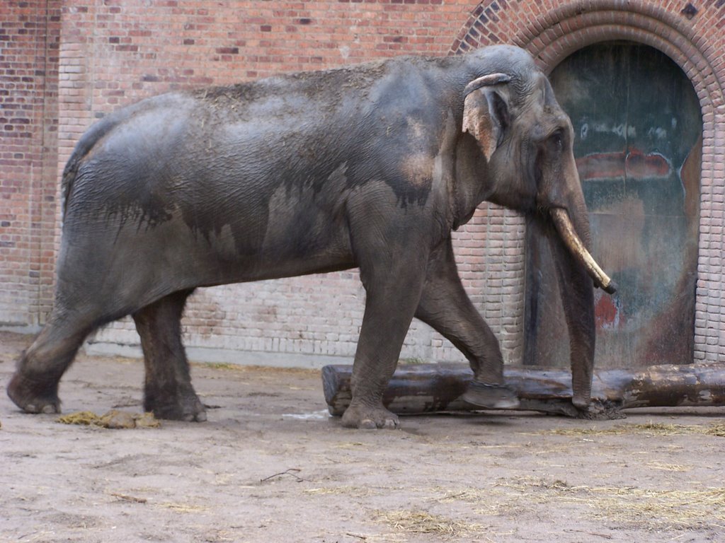 Copenhagen Zoo by shieldc