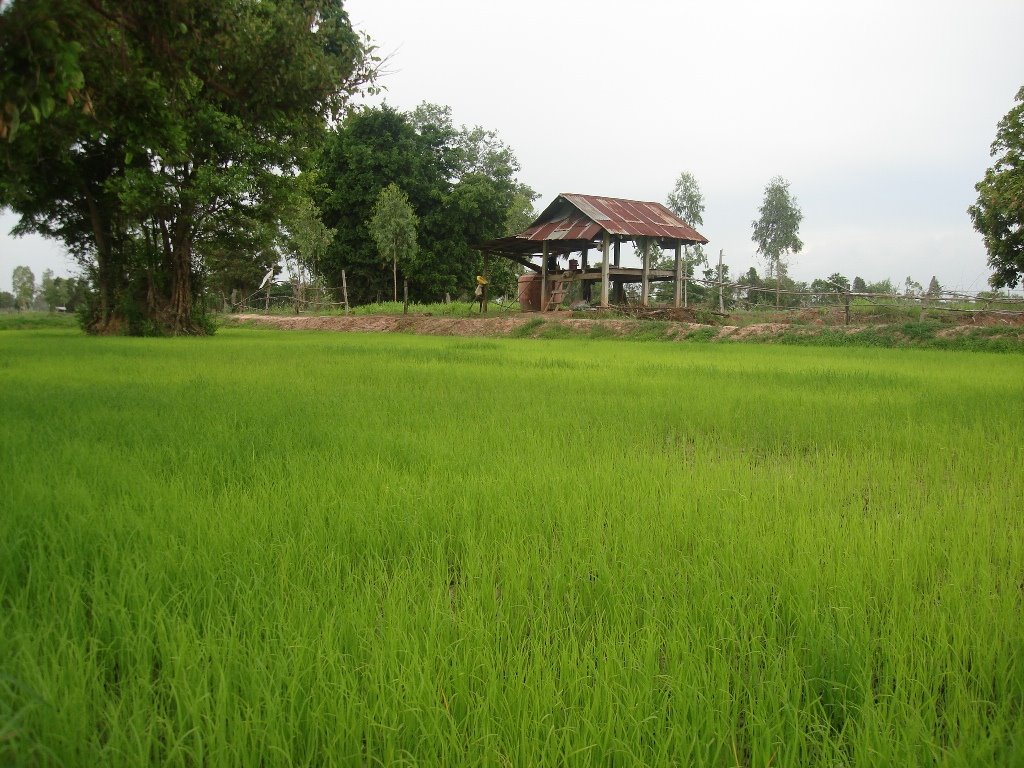 Rice Fields in Nong Phai by John Wagenvoort