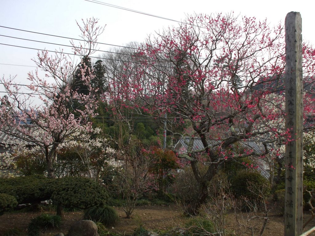 Park of the plum trees 青梅市梅の公園 by pumpkinbox