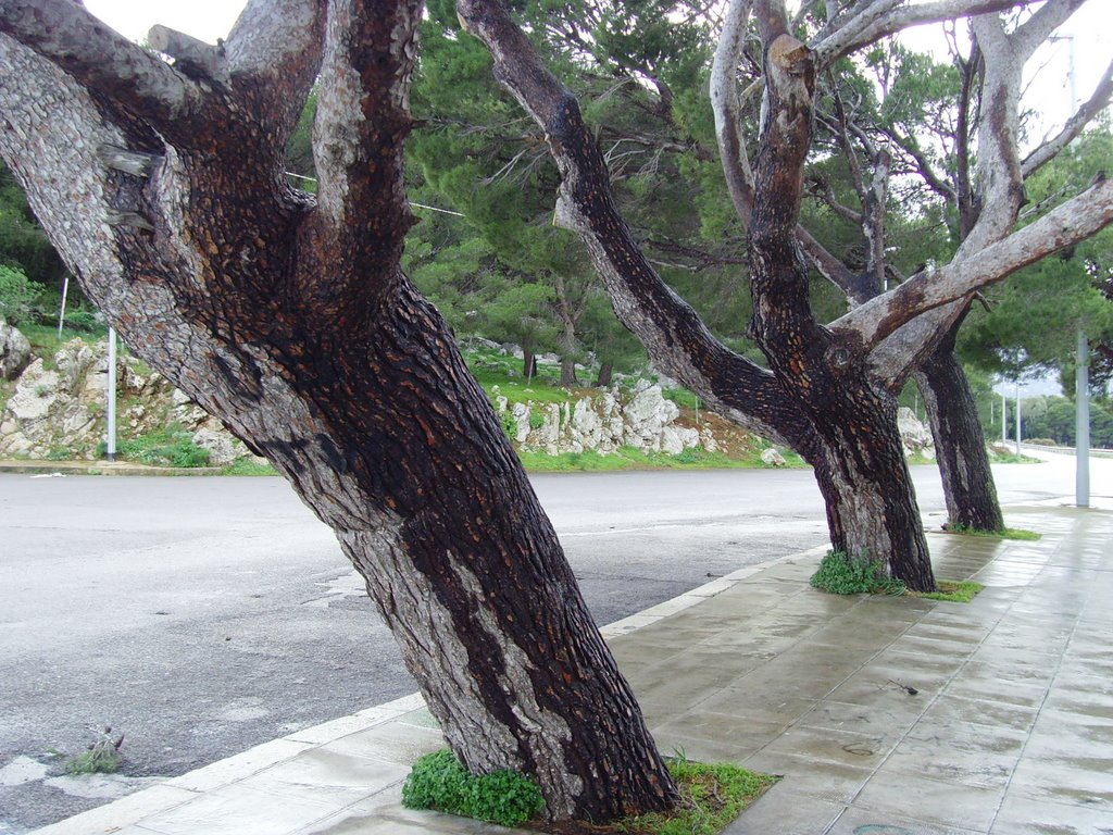 Trees at Monte Pellegrino by Nick Knack