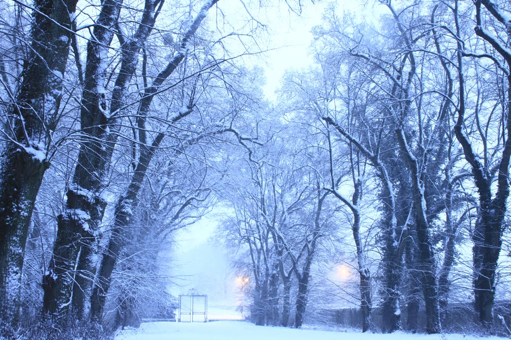 Allée d'arbre donnant sur une entrée du parc by lorenzodamien