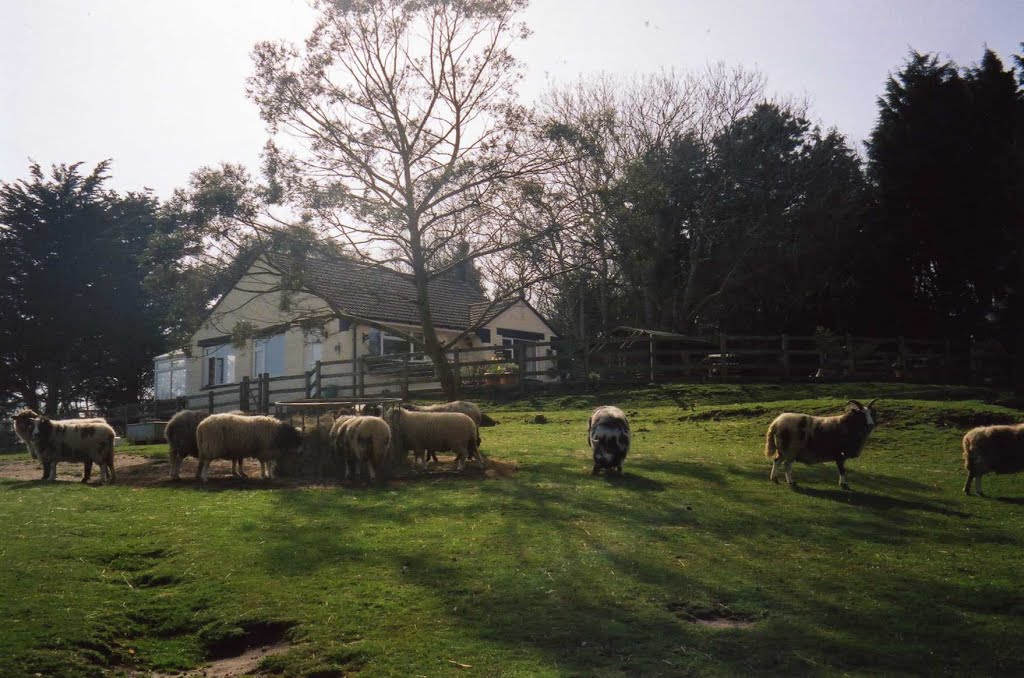 Gaggerhill Farm, from footpath BS66, Brighstone, Isle of Wight 24 March 2005 by riooniow