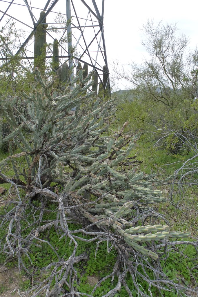 Cylindropuntia acanthocarpa, Staghorn Cholla, Sonoran Desert by tceng