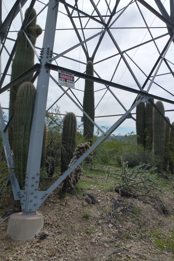 Desert Danger - Saguaro Cactus Protected by Powerline Tower, Sonoran Desert Late Winter 2013 by tceng