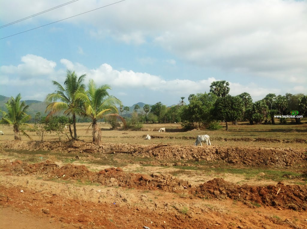 ផ្លូវជាតិលេខ៣១ _ Natiomal Highway 31 by Tep Kosal(សឺនទេពកុសល)