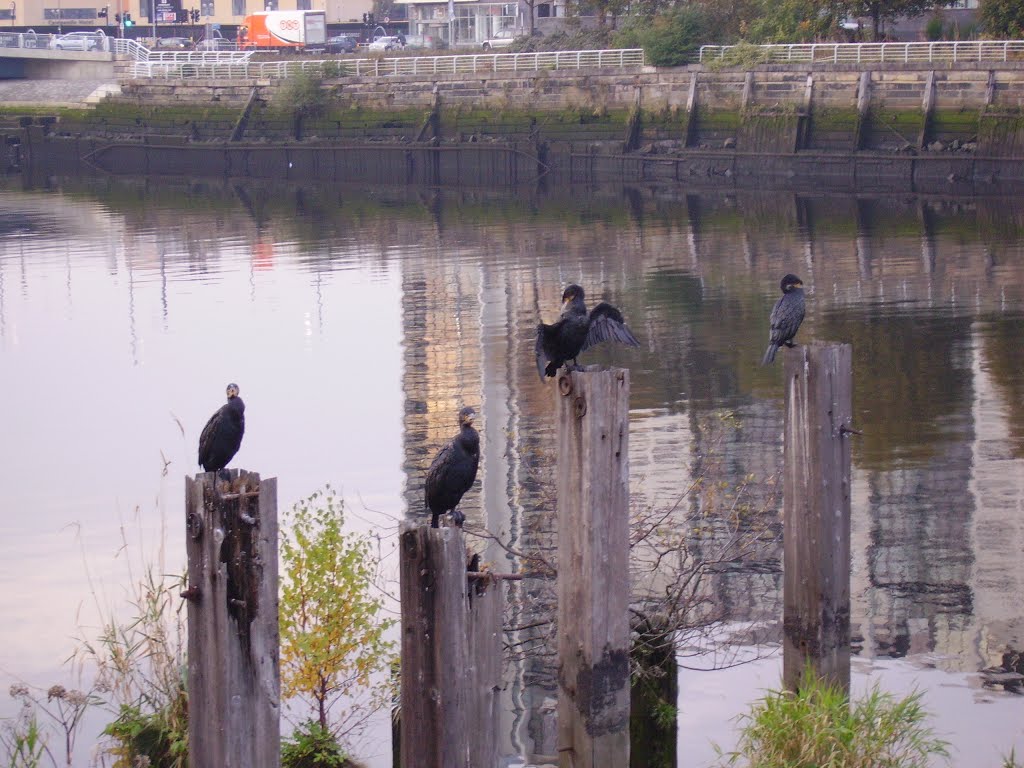 Cormorants on the Clyde by jimtstewart