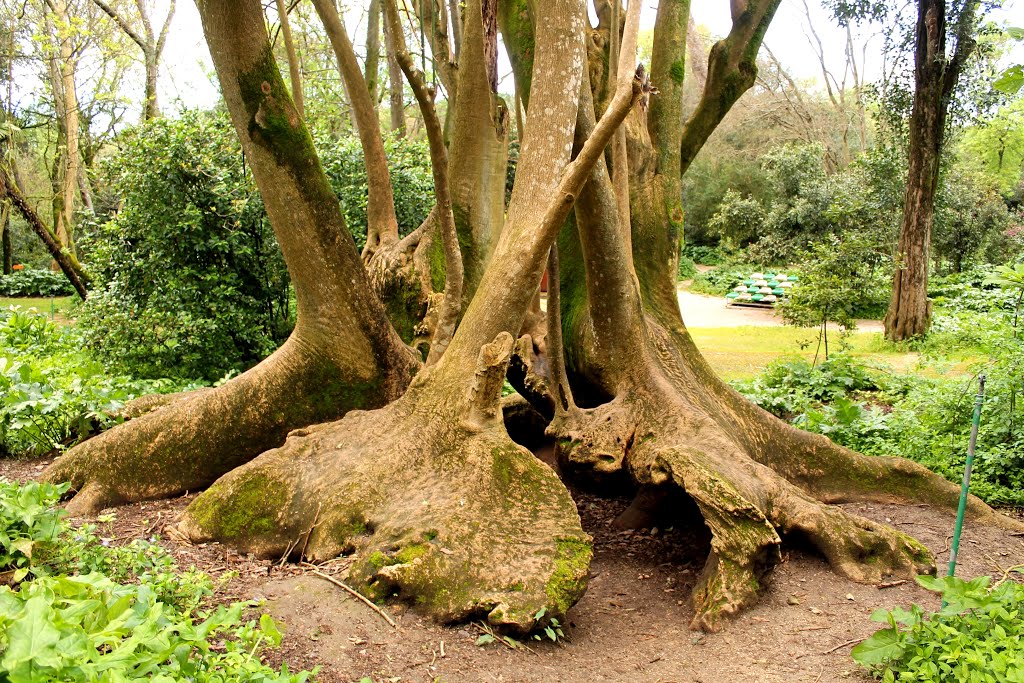 Parque do Monteiro-Mor, Lumiar, Lisboa, Portugal- Ombu, ombú, umbú ou bela-sombra é o nome comum da Phytolacca dioica L., uma planta de grande porte, com origem nas pampas da América do Sul, utilizada como ornamental nas zonas de clima mediterrânico by Margarida Bico