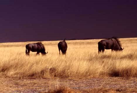 Gnus in der Etosha Pan, Namibia by dia.ch