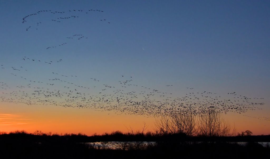 Snow Geese at sunrise by Neale J