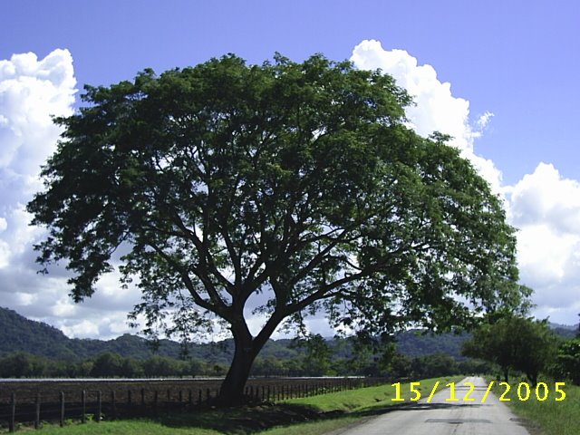 Árbol Nacional: El Guanacaste by Ronald E. Mora S.