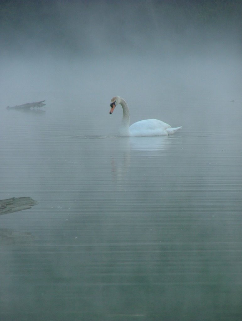 Cigno confidente tra le nebbie del Po by Alberto Quagliaroli