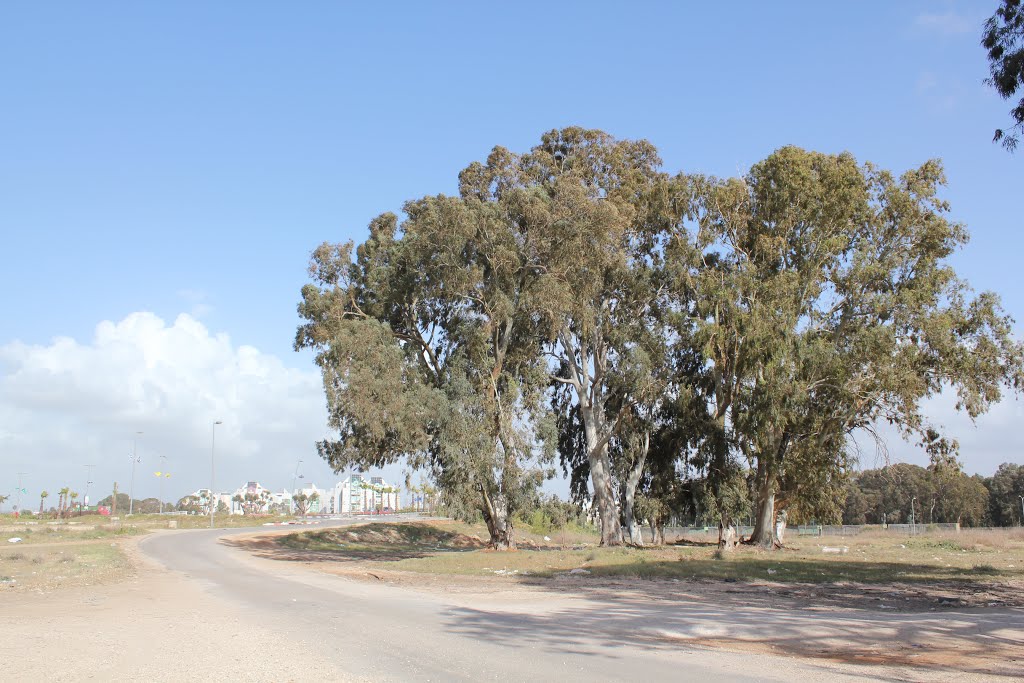 A group of Eucaliptuses on Hadera outskirts by Genet