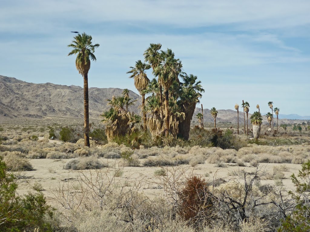 The original 29 Palms - go on, count 'em! by Bill Cook