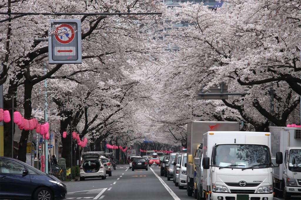 2013/03/24　PM00:39　中野通り by YOSHIKAWA