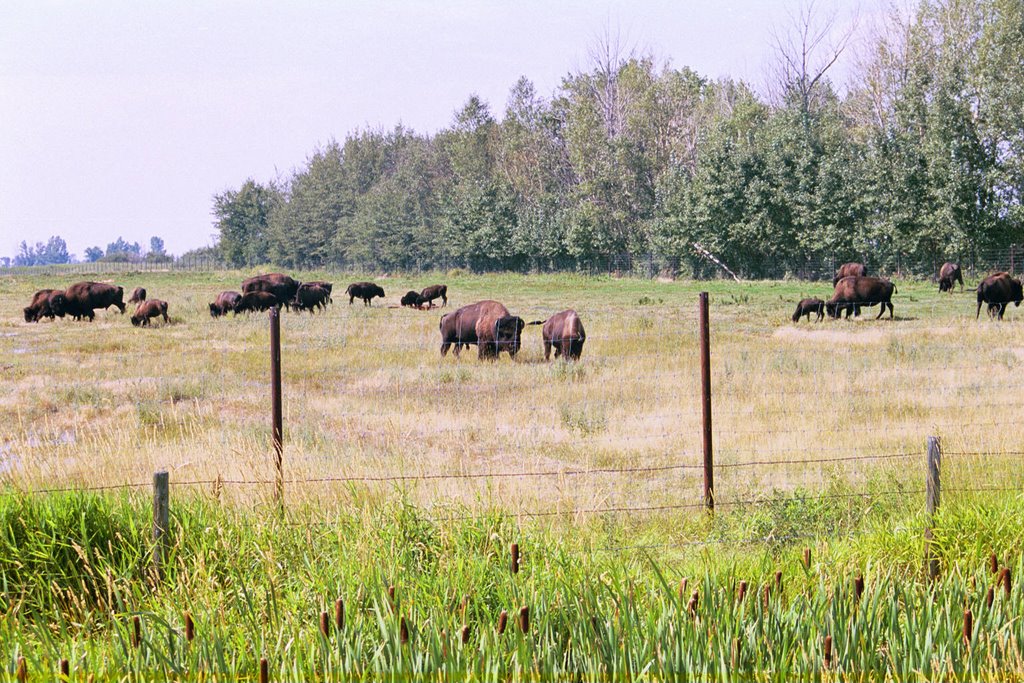 Alberta Bison by Jonathan Arnold