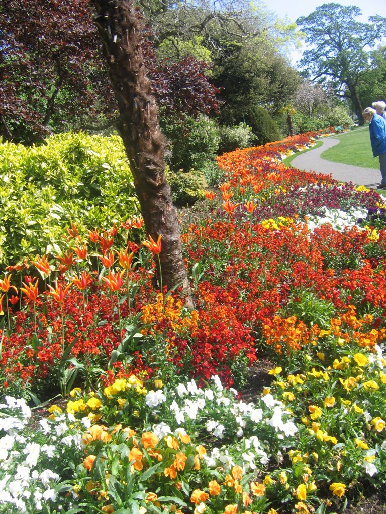 Spring Flowers in Beacon Hill Park by Jonathan Arnold