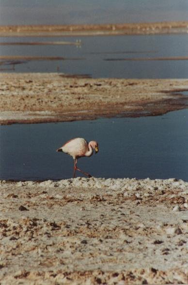 Salar de Atacama by Veronica Hernandez