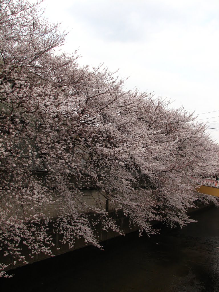 石神井川の桜　Sakura along Shakujii River by Grahabudayaindonesia