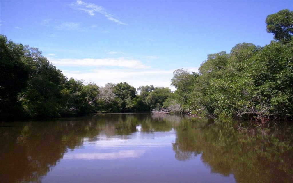 Zona de manglares, delta del río Sinú by gdeorob