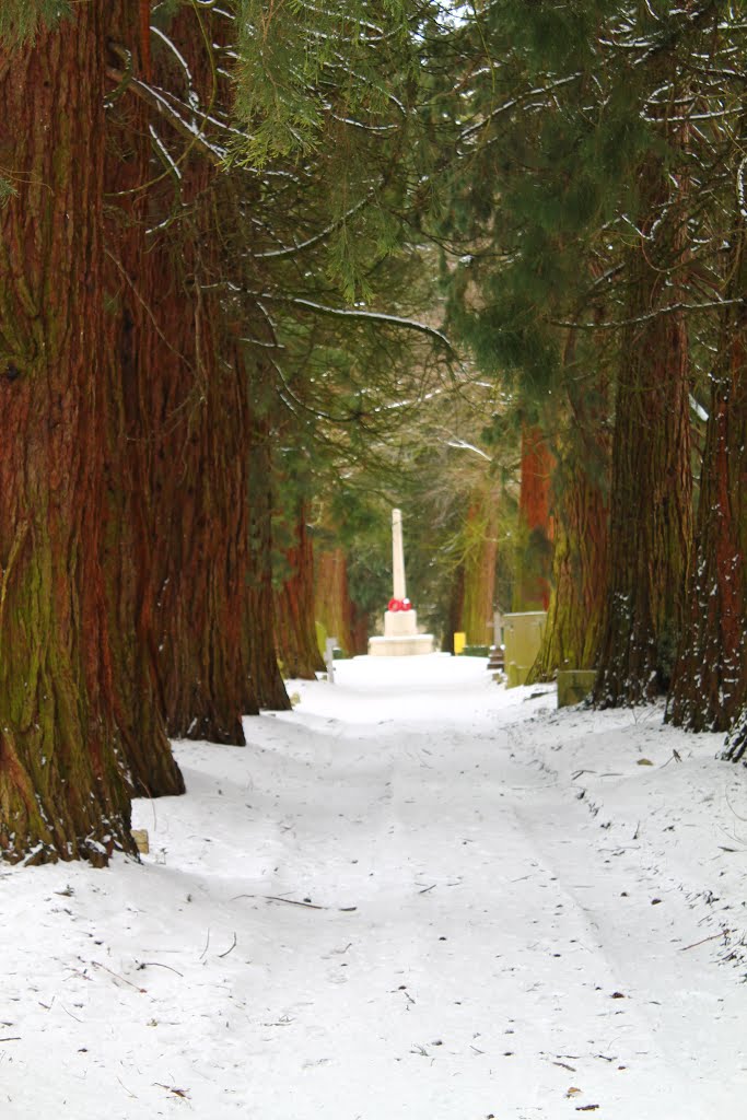 Cemetery Trees by Dickky