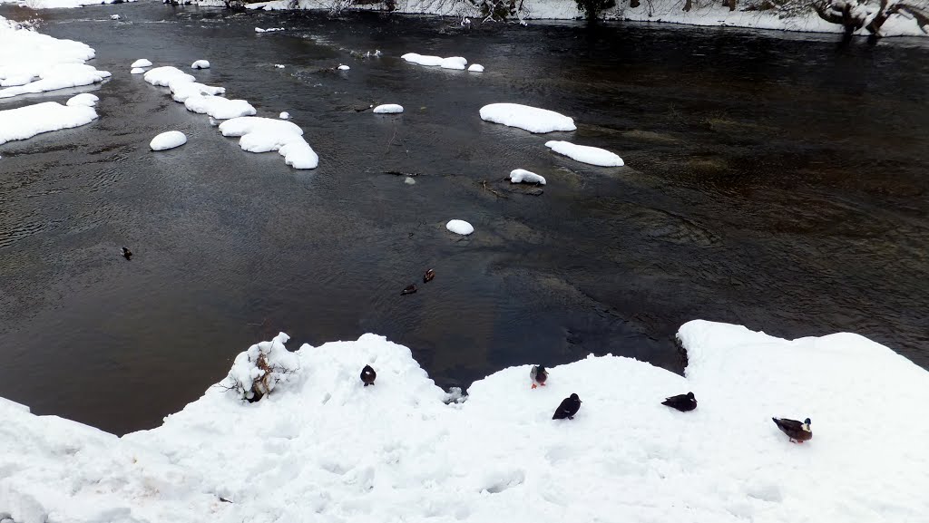 Snow in Llangollen - snow ducks by muba