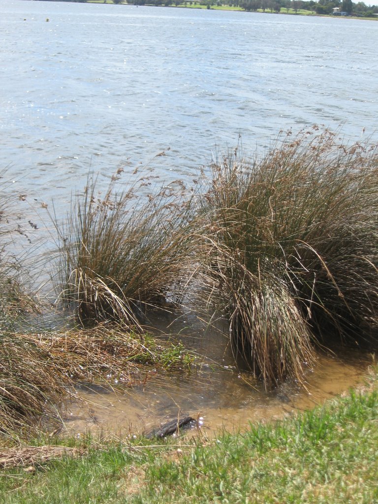 Riverside grass by MANNYDELGADO