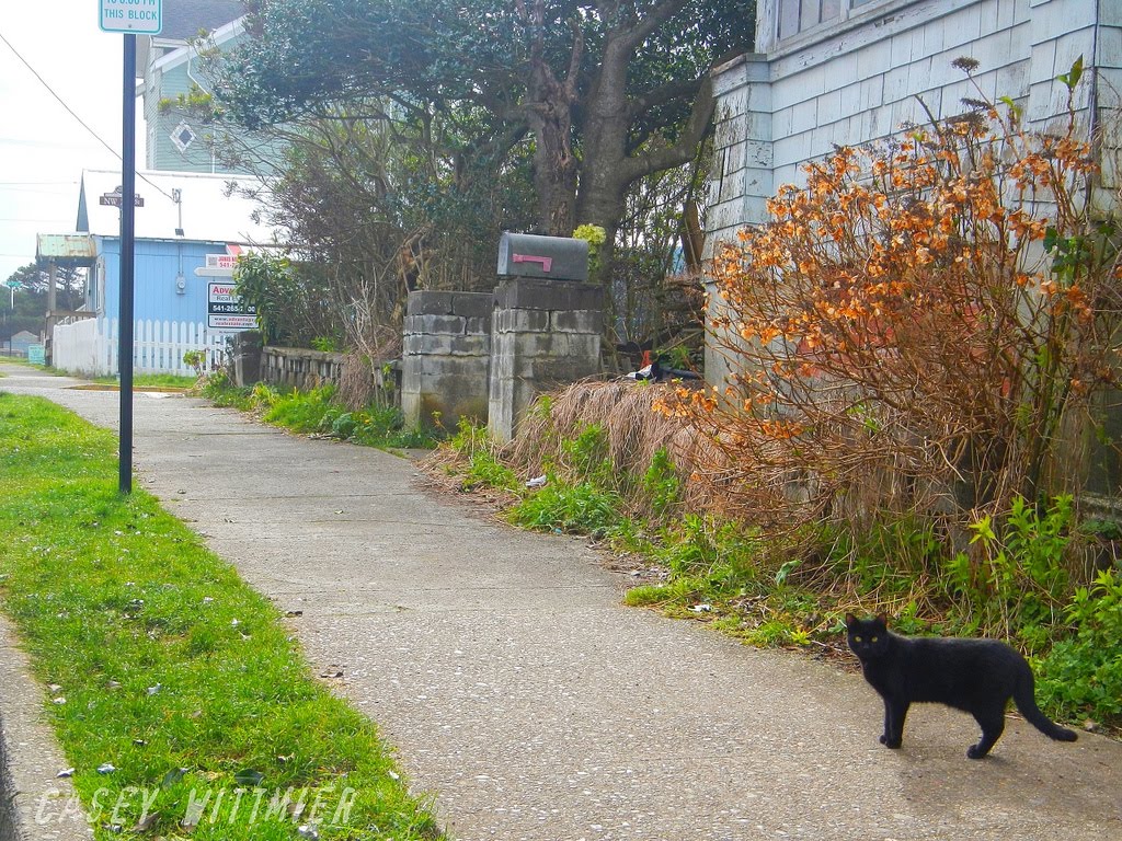 Cat on a sidewalk by Casey Wittmier