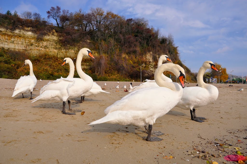 Swans of Varna / Лебедите на Варна / © by * Rosi * by * Rosi *