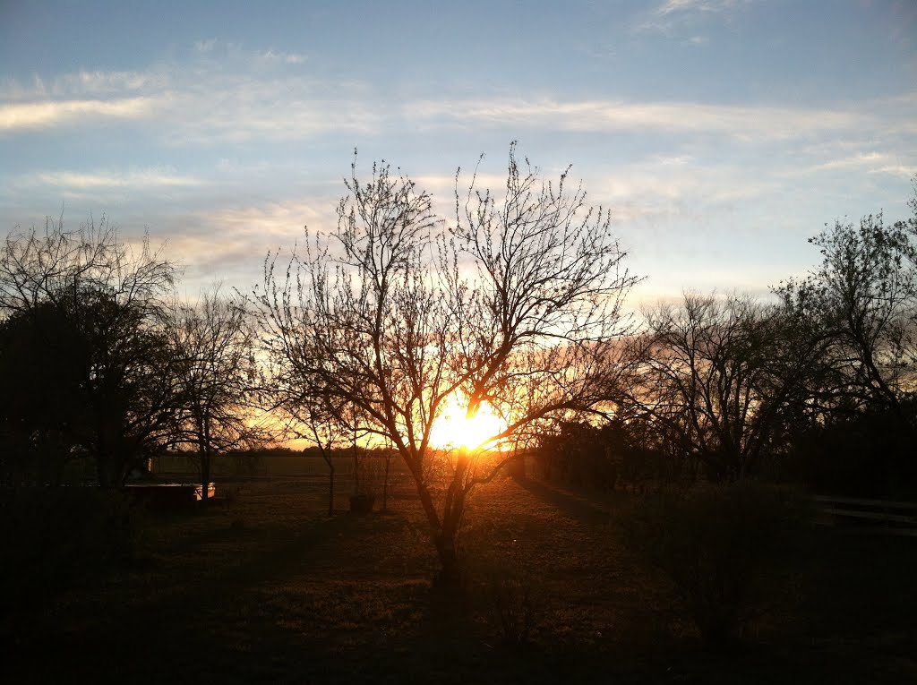 Sunset through the trees by wil.jones