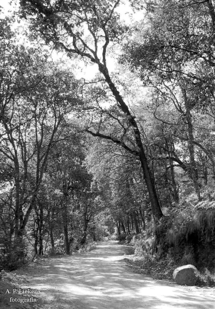 Camino antiguo a Xichú by A. P. Liekens