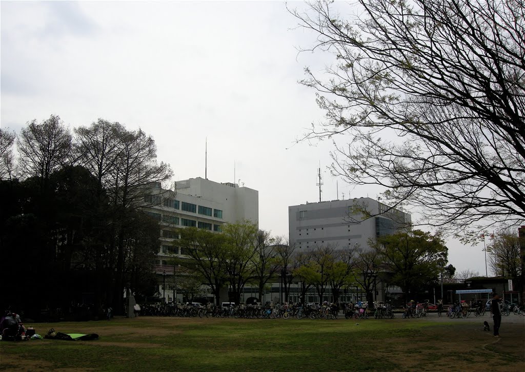 茅ヶ崎中央公園から茅ヶ崎市役所を望む (Overlooking Chigasaki city hall, from Chigasaki city Chigasaki chuo park) by yossy