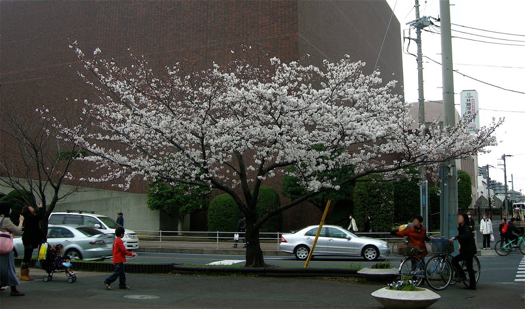 Sakura tree by yossy