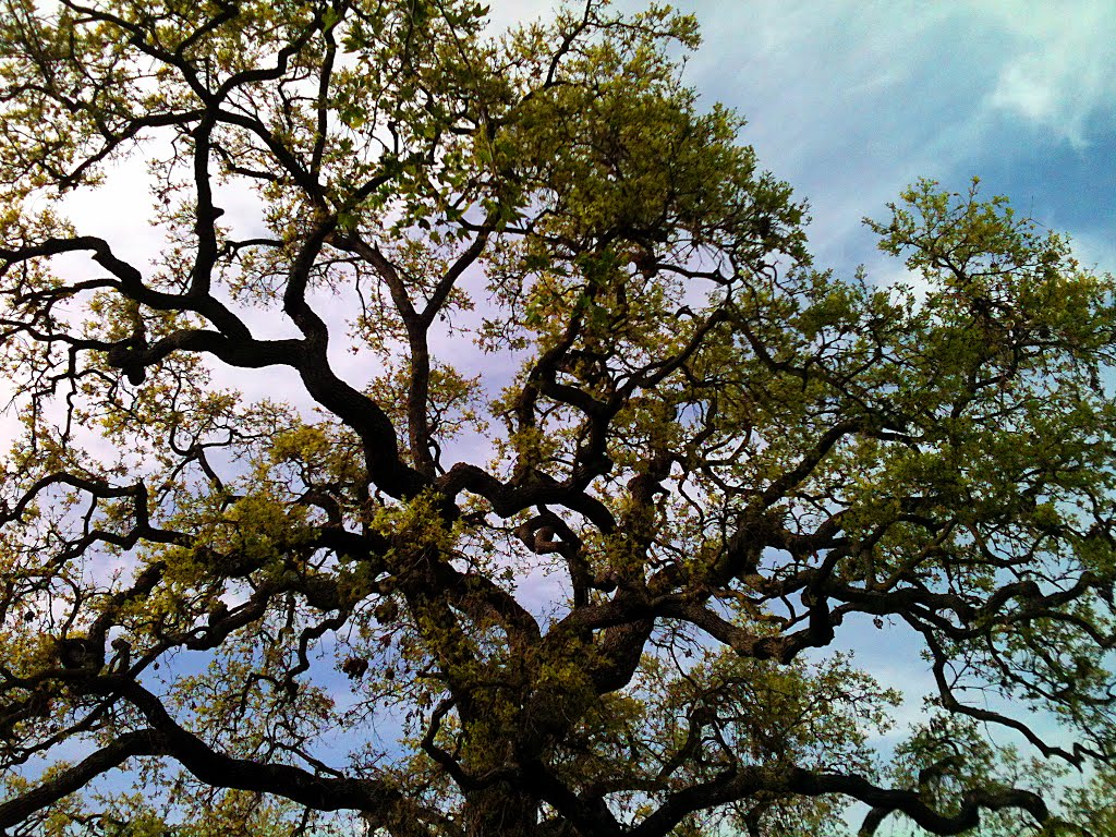 Valley Oak Tree in Westlake Village by Tereska