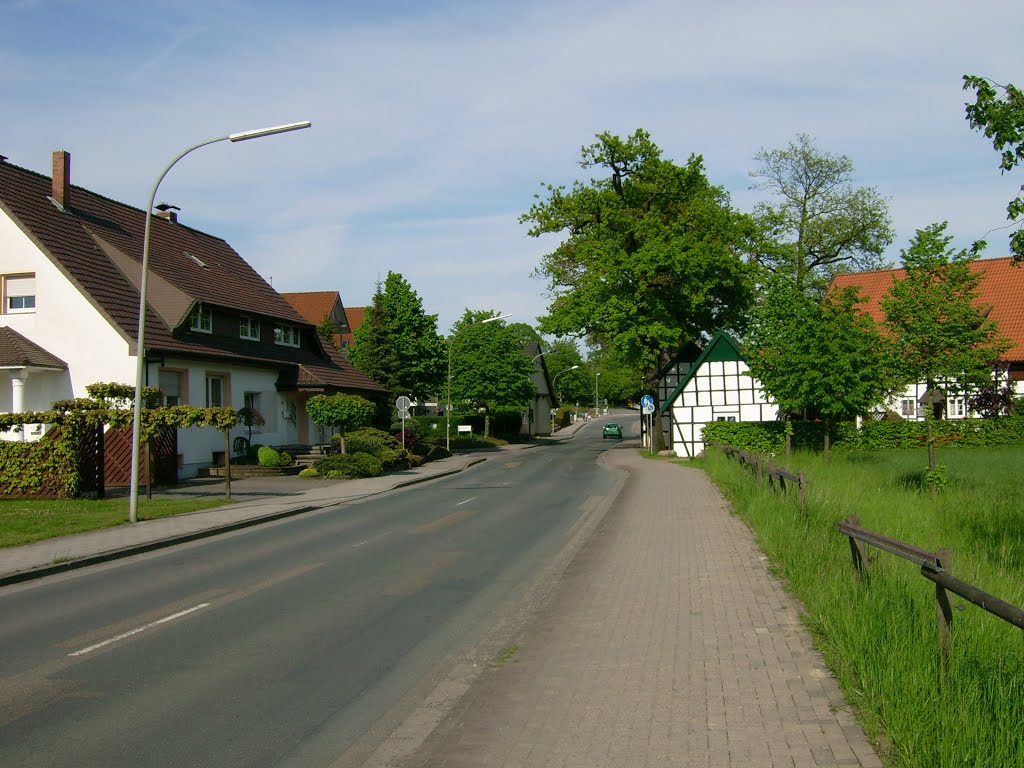 Bäume an der Natruper Straße by C. Rüger