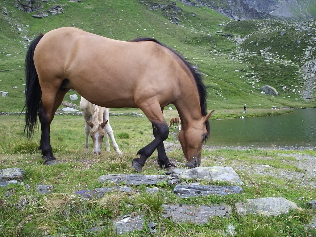 Angeloga cavalli by Vittorio Maria Luzzi…