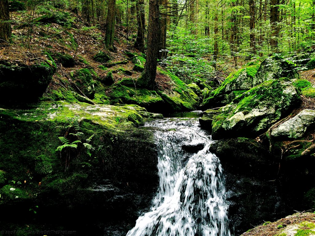 Deep Forest Waterfall by Alvin-San©