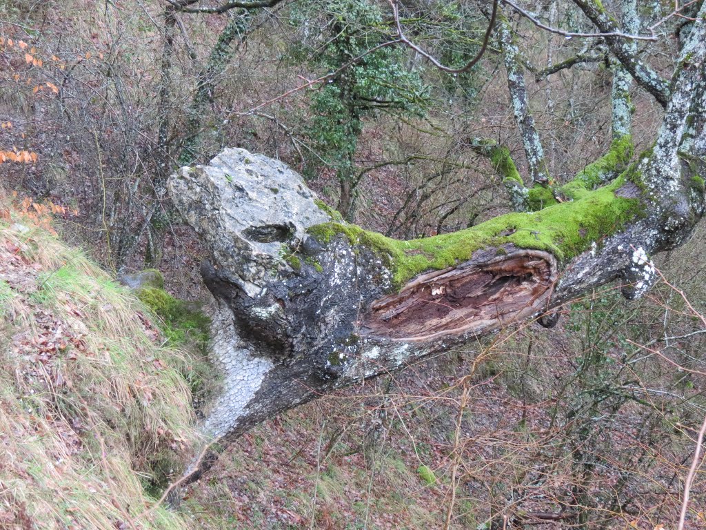 Arbol de la roca by Abrau