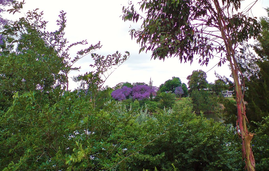 Emu Plains , Jacarandas on opposite riverbank in Penrith ... by Michael Caine